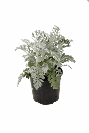 Cineraria 'Silver Dust'