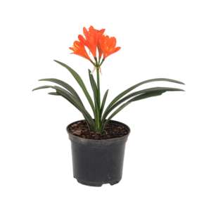 Clivia Miniata 15cm pot