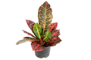 Codiaeum 'Petra'