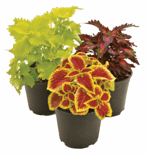 Solenostemon (Coleus) Hybrids