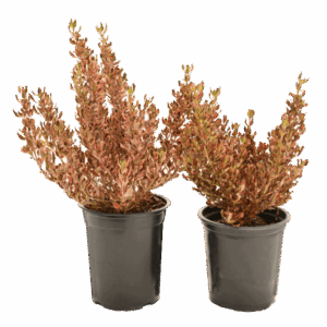Coprosma 'Pacific Sunrise'/ 'Pacific Sunset'