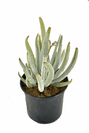 Cotyledon orbiculata 'Grey Finger'