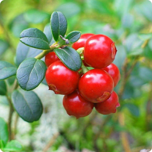 Cranberry