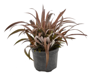 Cryptbergia rubra