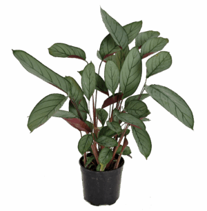 Ctenanthe setosa