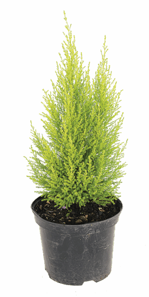 Cupressus 'Goldcrest'