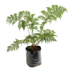 Cyathea Australis