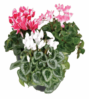 Cyclamen Persicum
