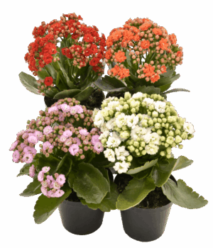 Calandiva Range of Colours