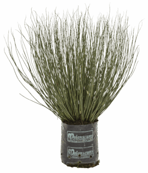 Elegia Tectorum