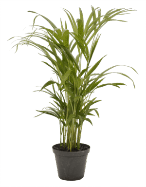 Dypsis (Chrysalidocarpus) Lutescens