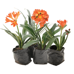 Clivia Miniata