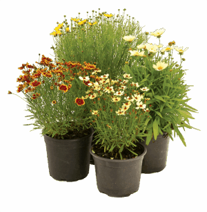 Coreopsis Varieties