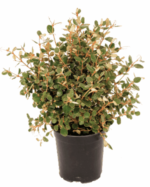Correa Alba