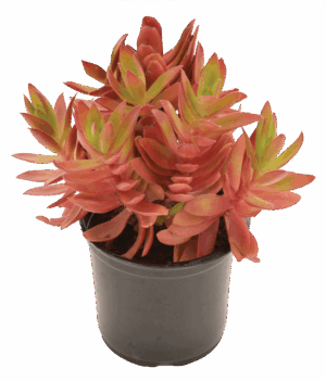 Crassula Capitella 'Campfire'