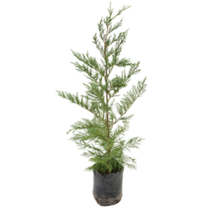 Cupressocyparis Leylandii
