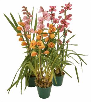 Cymbidium Orchid