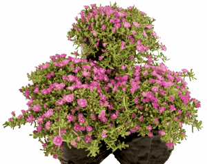 Delosperma Cooperi