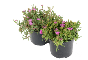 Delosperma Hybrids