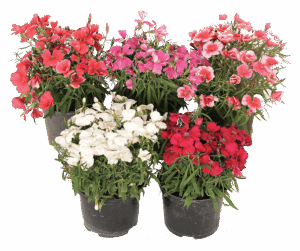 Dianthus Hybrid