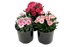 Dianthus 'Oscar'
