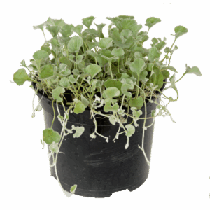 Dichondra 'Silver Falls'