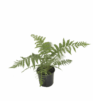 Dicksonia Antarctica