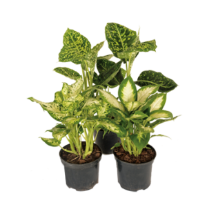 Dieffenbachia Varieties