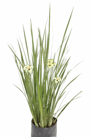 Dietes bicolor (Peacock Flower)