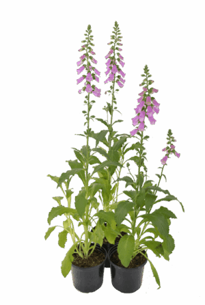 Digitalis hybrids