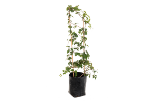 Distictis buccinatoria