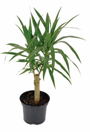 Dracaena 'Angazi'