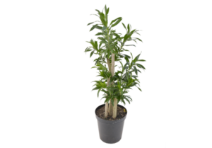 Dracaena Reflexa