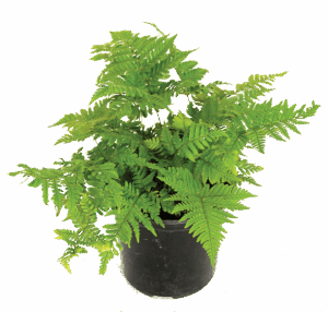 Dryopteris Erythrosora