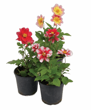 Dahlia (Mixed Colours)