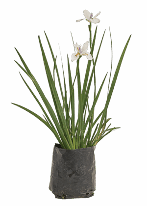 Dietes Grandiflora