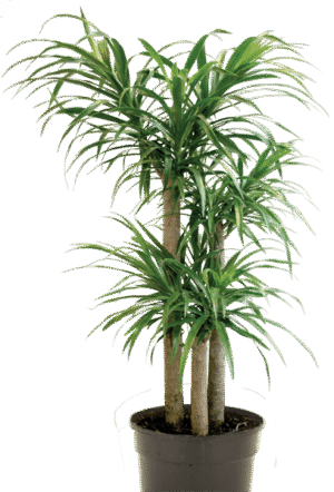 Dracaena Americana