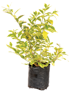 Duranta 'Gold'