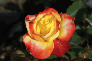 Rose 'Durban July'