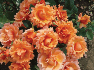 Rose 'Easy-Does-It'