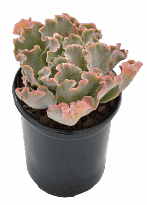 Echeveria 'Giant Blue'