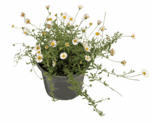 Erigeron karvinskianus