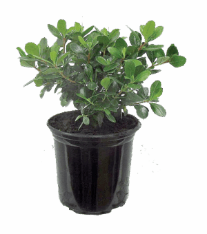 Escallonia