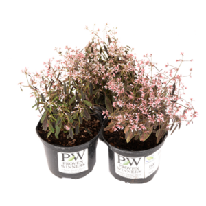 Euphorbia 'Tickle Pink'