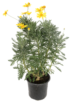 Euryops Pectinatus