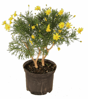 Euryops 'Sunshine Classic'