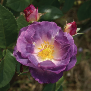 Rose 'Ellerines'