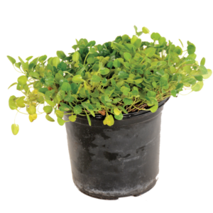 Falkia Repens