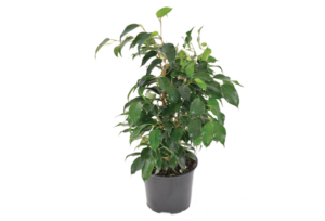 Ficus 'Vivian'