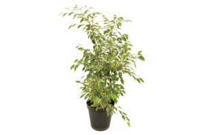 Ficus Benjamina 'Golden King'
